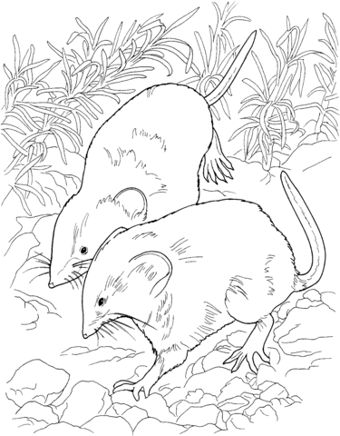 Coloring book rats in the forest